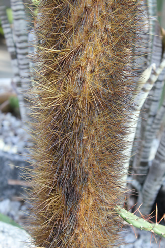 A cactus: opuntia