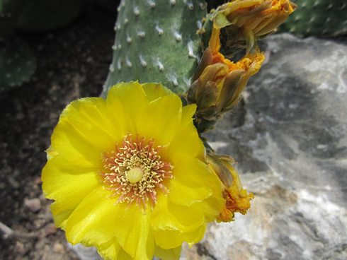 A yellow flower from a cactus (opuntia)