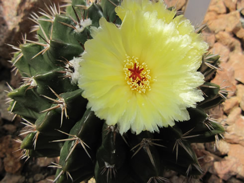 A cactus (Parodia Erinacea) in full bloom