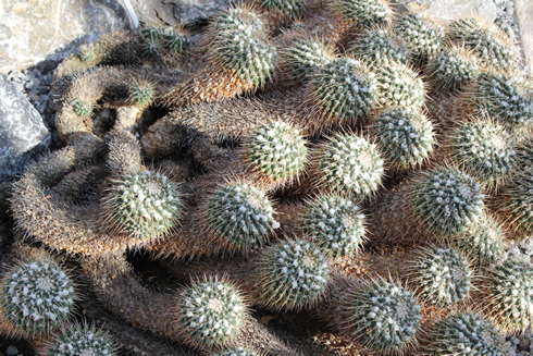 Many cactuses from the Mammilaria family