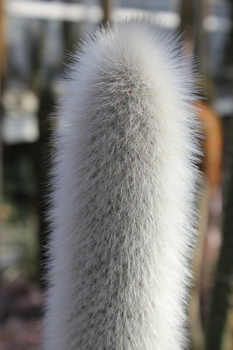 A tall cleistocactus