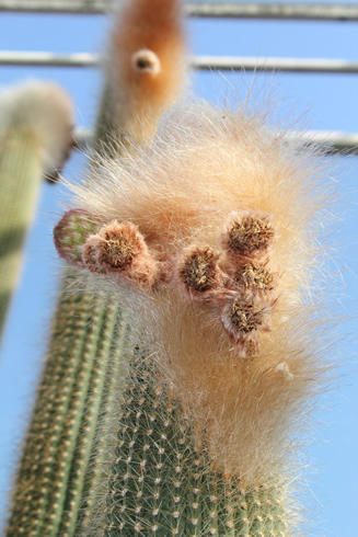 Tall cactus: Vatricania