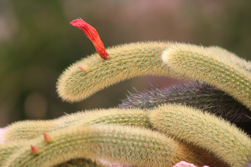 Hildewintera cactus blooming