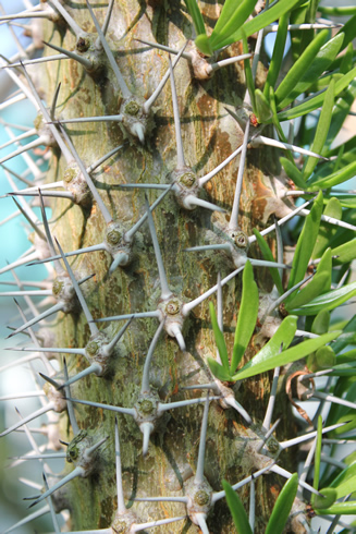 A cactus tree with spines and leaves