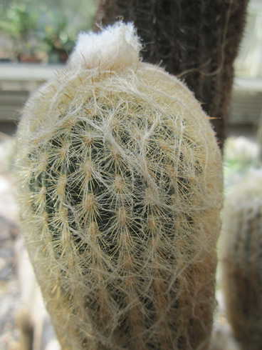 A cactus (Orocereus) with its veil