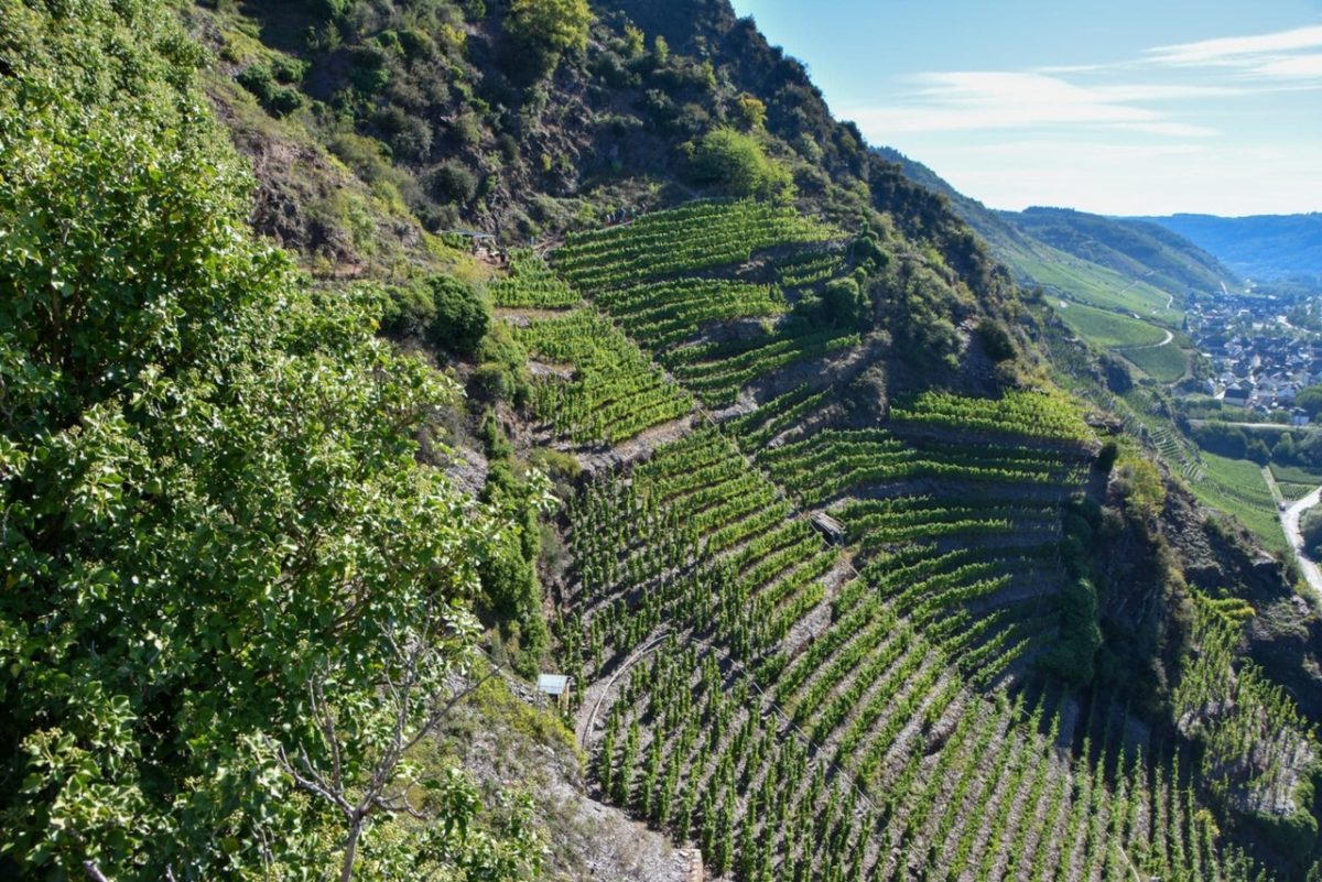 Spotlight On The German White Wines Along The Mosel Rhine Rivers