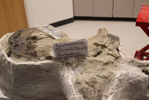 Apatosaurus, MOR, Bozeman