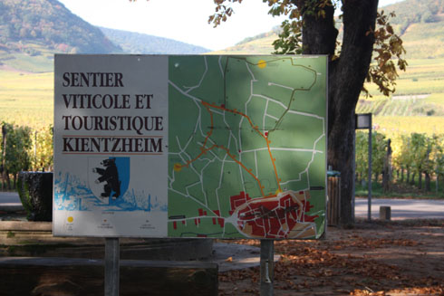 A wine path in Kintzheim 