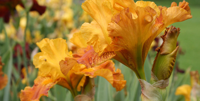 May 15th, 2013 – Photo of the week