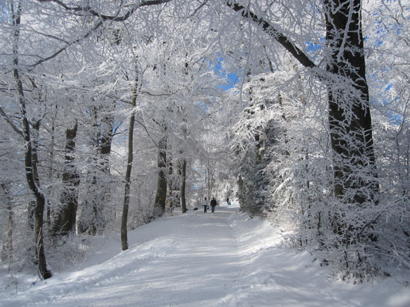 A walk in the winter after snowfall (Switzerland)
