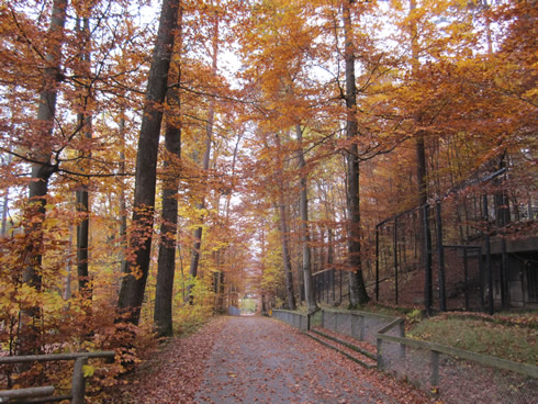 Alley of trees in the forest in Langenberg animal park (Switzerland)