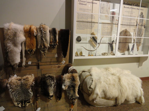 Animal skins at Lewis and Clark Interpretive center