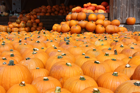 Carpet of Jack-o-Lantern's pumpkins