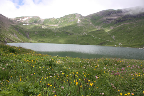 Flowers around the alpine lake of Bachalp