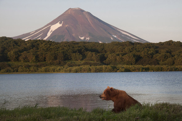 Bear in Kamtchatka - copyright Sommerhalder