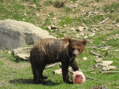 Bear in the Langenberg park