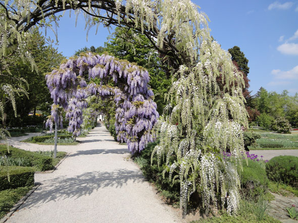 Belvoir Park in the Spring time, Zurich (Switzerland)