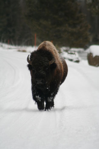 Bison running in Yellowstone