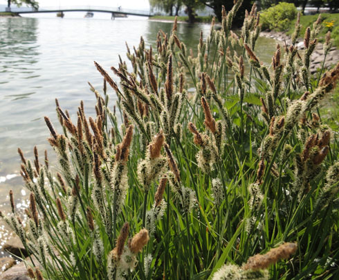 Blooming plants around the lake of Zurich