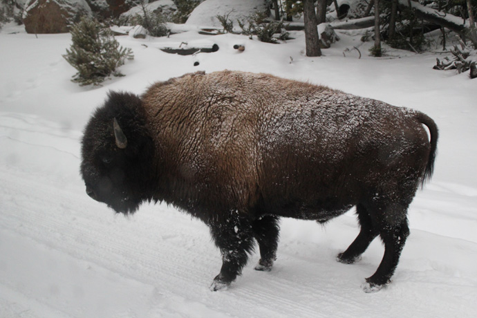 Buffalo in the Yellowstone Park - copyright Véronique Gray