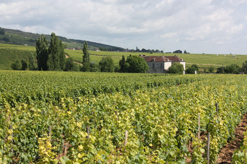 Burgundy's vineyards next to Chateau de la Tour 