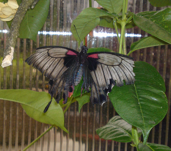 Butterfly at a butterfly exhibit in Switzerland - copyright Sabina von Brodowska