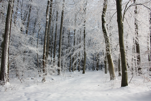 Alley of frozen trees on Uetliberg