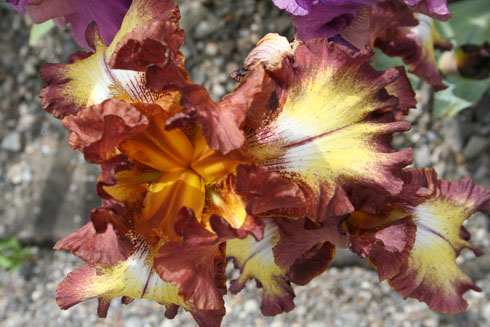 brown-yellow iris