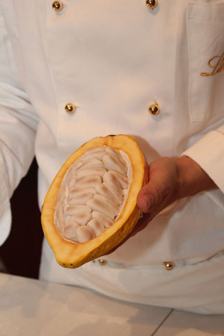 Cacao bean in a Maitre chocolatier's hand
