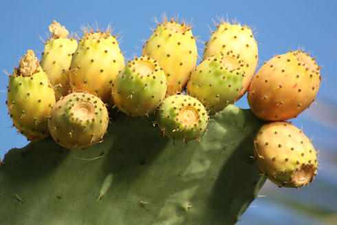 Cactus blooming in Crete