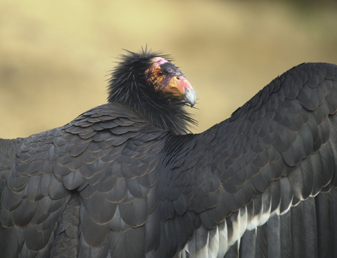 California condor - Jonathan Hornung (U.S. Fish and Wildlife Service)