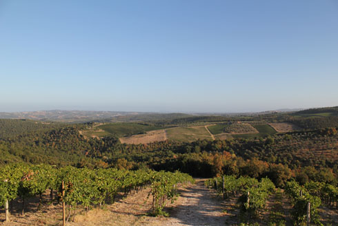 Chianti vineyards near Castellina in Chianti