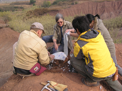 David Varrichio, Frankie Jackson and two Chinese colleagues (from left) jacket a clutch of dinosaur eggs in China - Photo Frankie Jackson