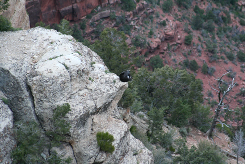 Condor #26 perched on a rock