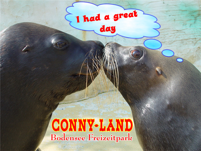 Conny Land Seals in Love - copyright Conny Land