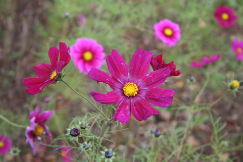 Cosmos blooming in the Gardens of La Chatonnière (France)