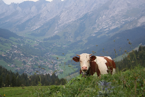 Cow in an alpine field on the Plateau Beauregard in Haute Savoy