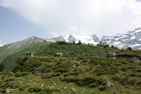 Cows and snowy moutains around Trubsee 
