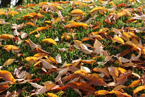 Carpet of fall leaves 