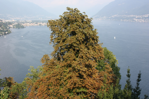 Large chestnut tree in the town of Sopra Ascona