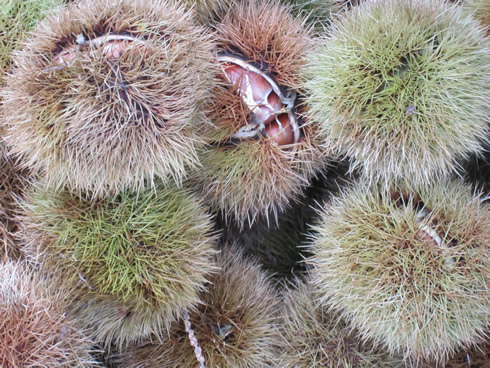 chestnuts on display in a market
