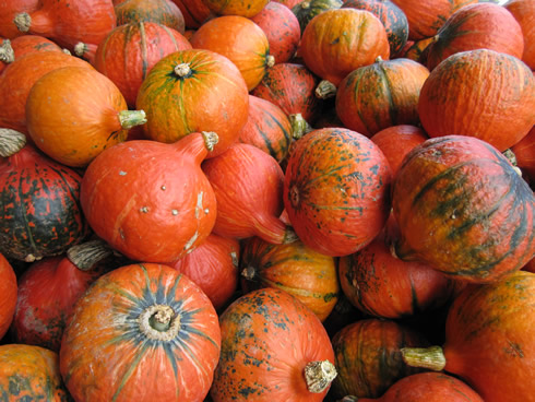 Close up on pumpkins