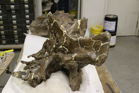 Dinosaur bone in Jack Horner's research lab in Bozeman, MT