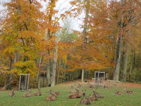 Deers in the Langenberg park