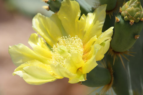 Egypt: yellow flower blooming on a cactus