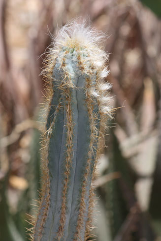 Egypt: Pilosocereus cactus