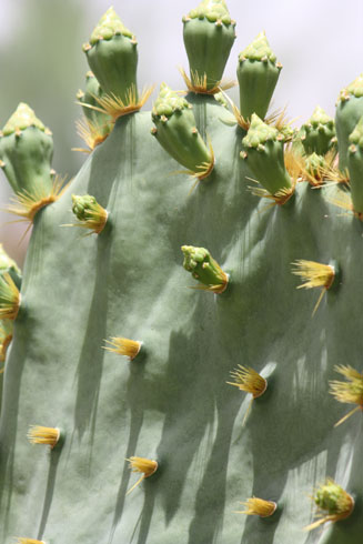 Egypt: a close up at a cactus top