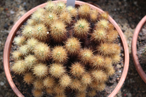 Escobaria: a braun yellow-cactus