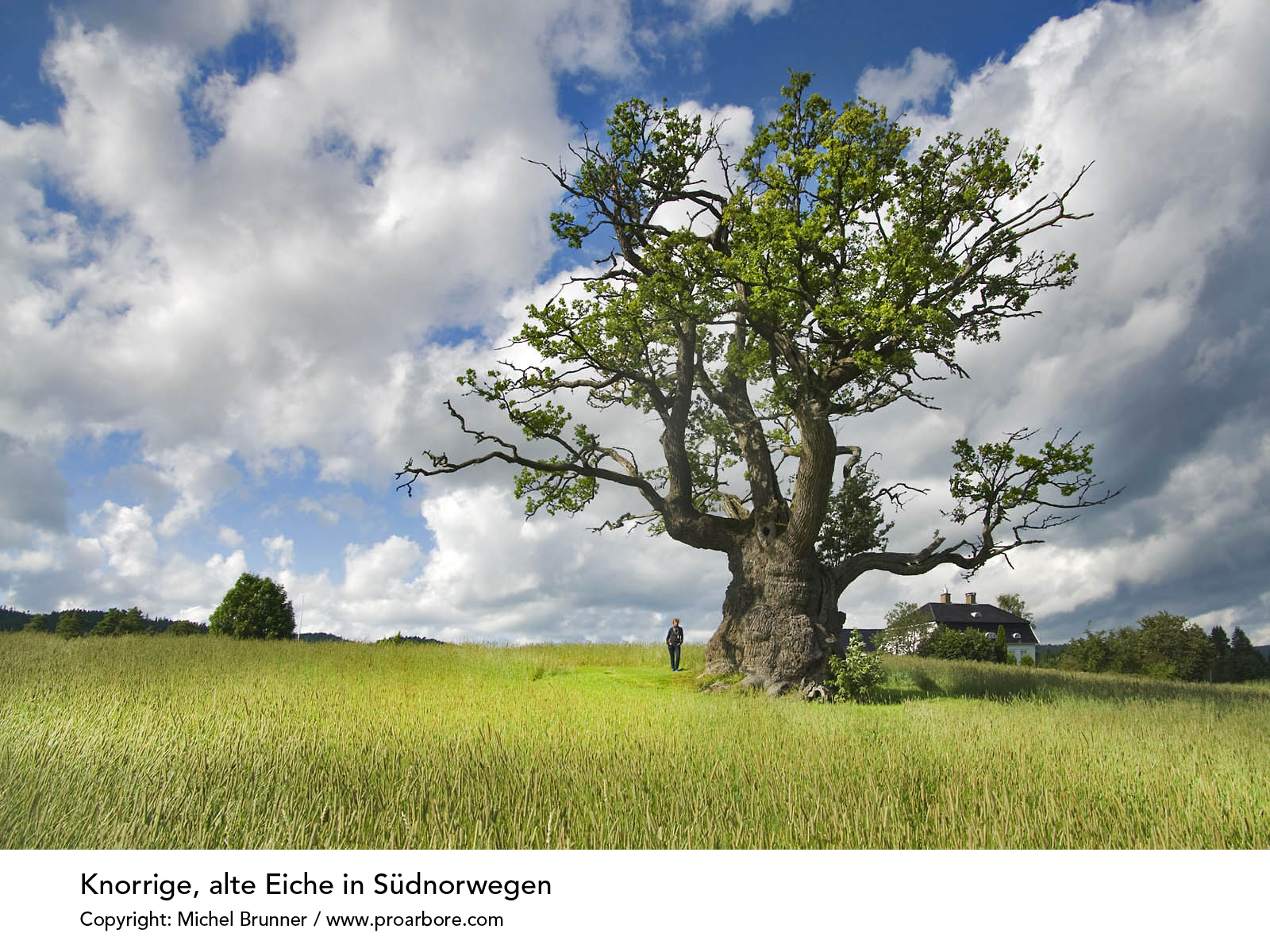 Oak Tree in Norway by Michel Brunner www.proarbore.com