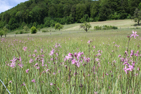 Field of pink flowers at the Tuelersee